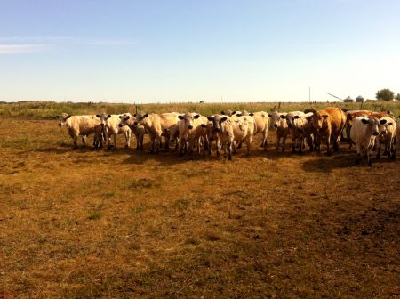 Ranchers are divided on impending changes to the management of 62 community pastures in Saskatchewan. Photo by Sheldon Birnie