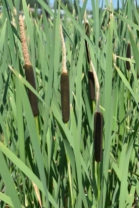 Cattails are one of 500 plants listed in Manitoba's Noxious Weeds Act. Photo by Larry Powell