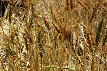 Agriculture Canada received two permits for "experimental field trials" of genetically modified wheat in 2012, but department records indicate that Canada geese may have spread GM seed from the field trials to other locations. [Photo: agrilifetoday]