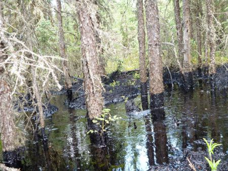 More than one million litres of bitumen have been recovered at a tar sands spill in the Cold Lake Air Weapons Range, and the spill continues. Photo credit: CNRL / Emma Pullman