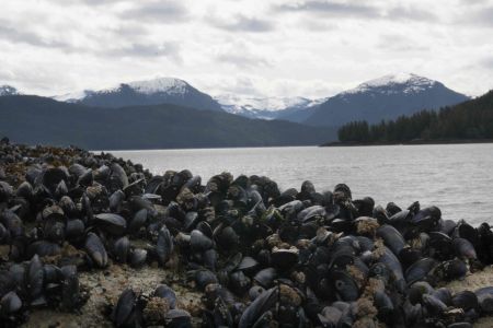 A wall of mussels in Hartley Bay, British Columbia. PHOTO: ERIN EMPEY